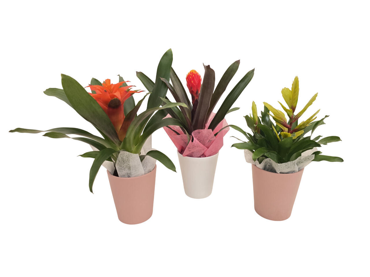 BROMELIA MIX OFERTA VASO CERAMICA VASO 12 MODELOS SORTIDOS image number 1