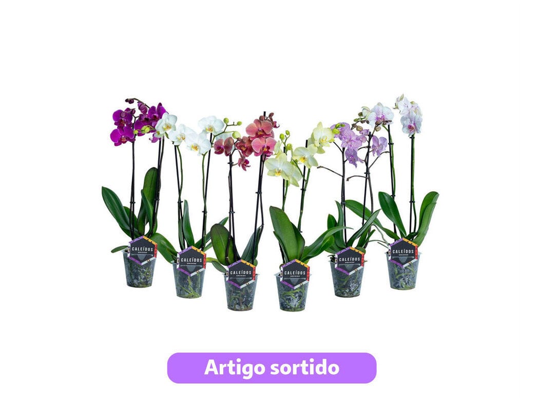 PHALAENOPSIS 2 HASTES VASO 12CM CORES SORTIDAS