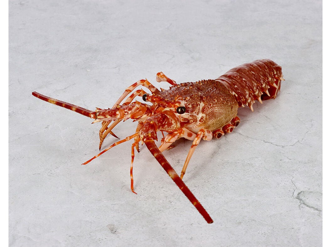 LAGOSTA FRESCA KG image number 0