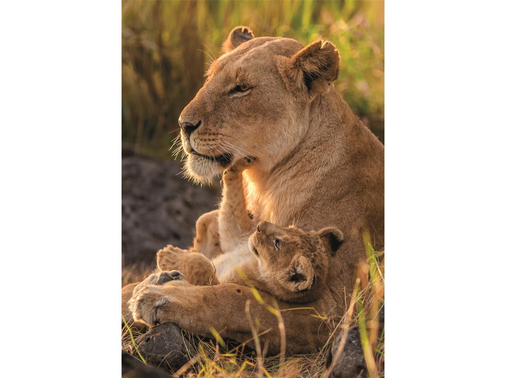 PUZZLE CLEMENTONI FELINE LOVE 500 PE&Ccedil;AS image number 1