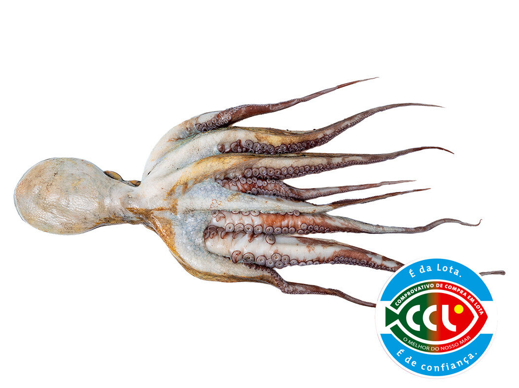 POLVO FRESCO INTEIRO 2 A 4 KG