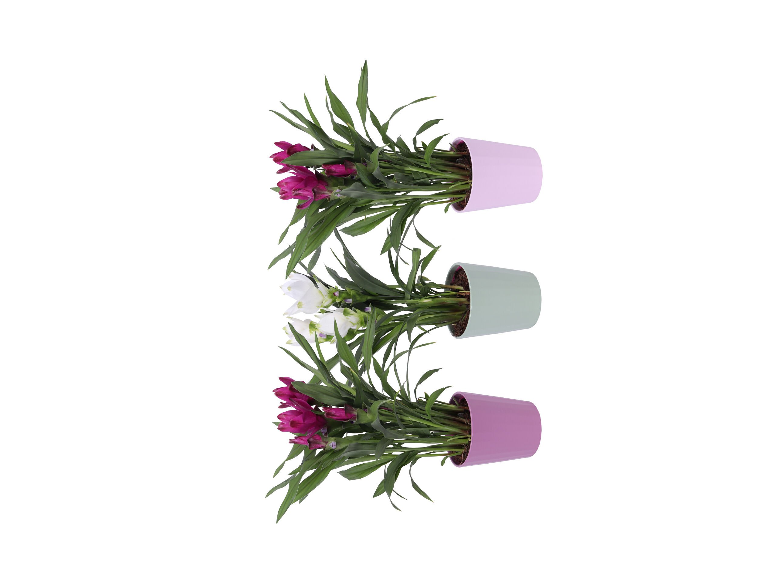 CURCUMA SIAM (TULIPA-DO-SI&Atilde;O) VASO 12 CER&Acirc;MICA MODELOS SORTIDOS image number 1