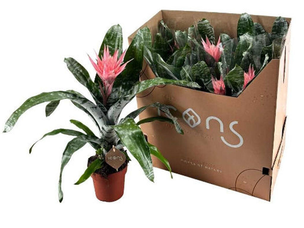 AECHMEA PRIMERA VASO 15