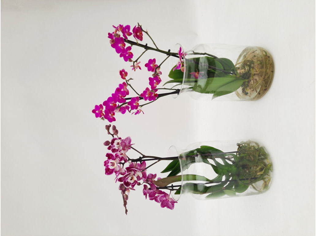 PHALAENOPSIS MIX HIDRO EM FRASCO VIDRO VASO 15 MODELOS SORTIDOS image number 1
