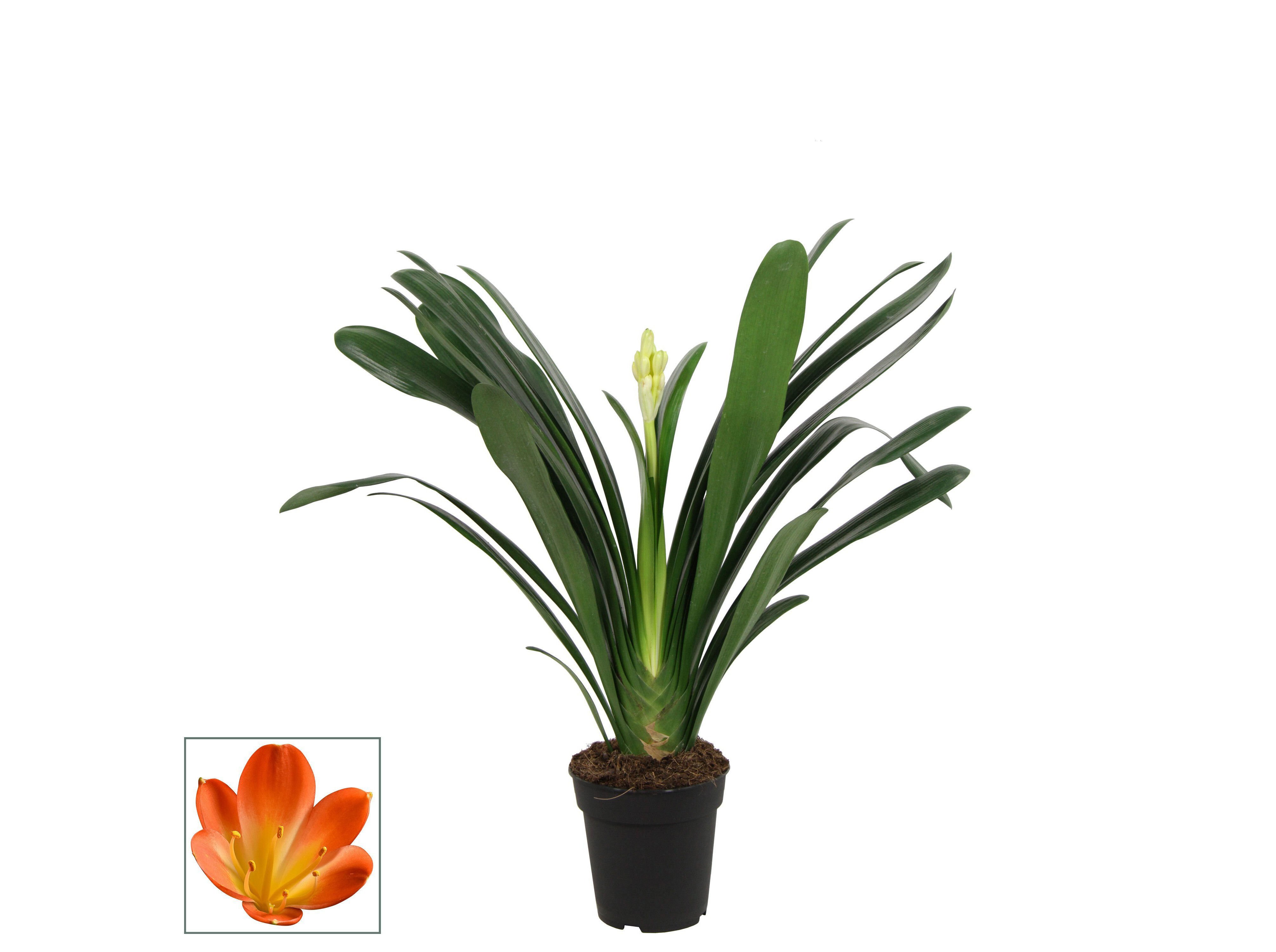 CL&Iacute;VIA (CLIVIA MINIATA) VASO13 image number 1