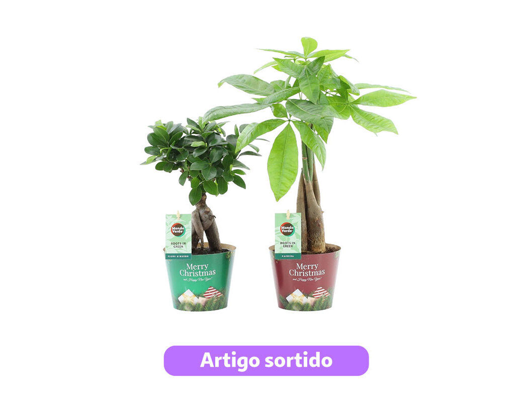 PLANTAS VERDES DECORA&Ccedil;&Atilde;O NATAL VASO 12 MODELOS SORTIDOS
