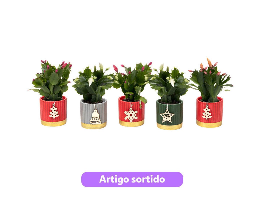 SCHLUMBERGERA (CACTO-NATAL) VASO CER&Acirc;MICA VASO 6 MODELOS SORTIDOS