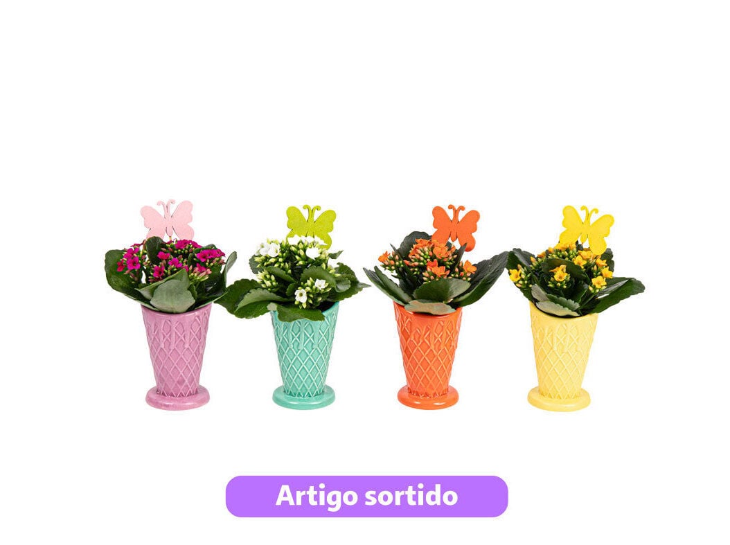 MINI KALANCHOE OFERTA VASO JARRA VASO 6CM CORES SORTIDAS