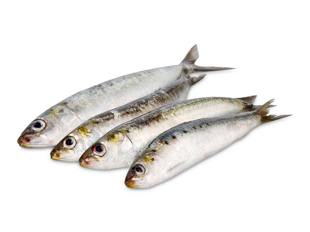 SARDINHA FRESCA INTEIRA KG image number 0