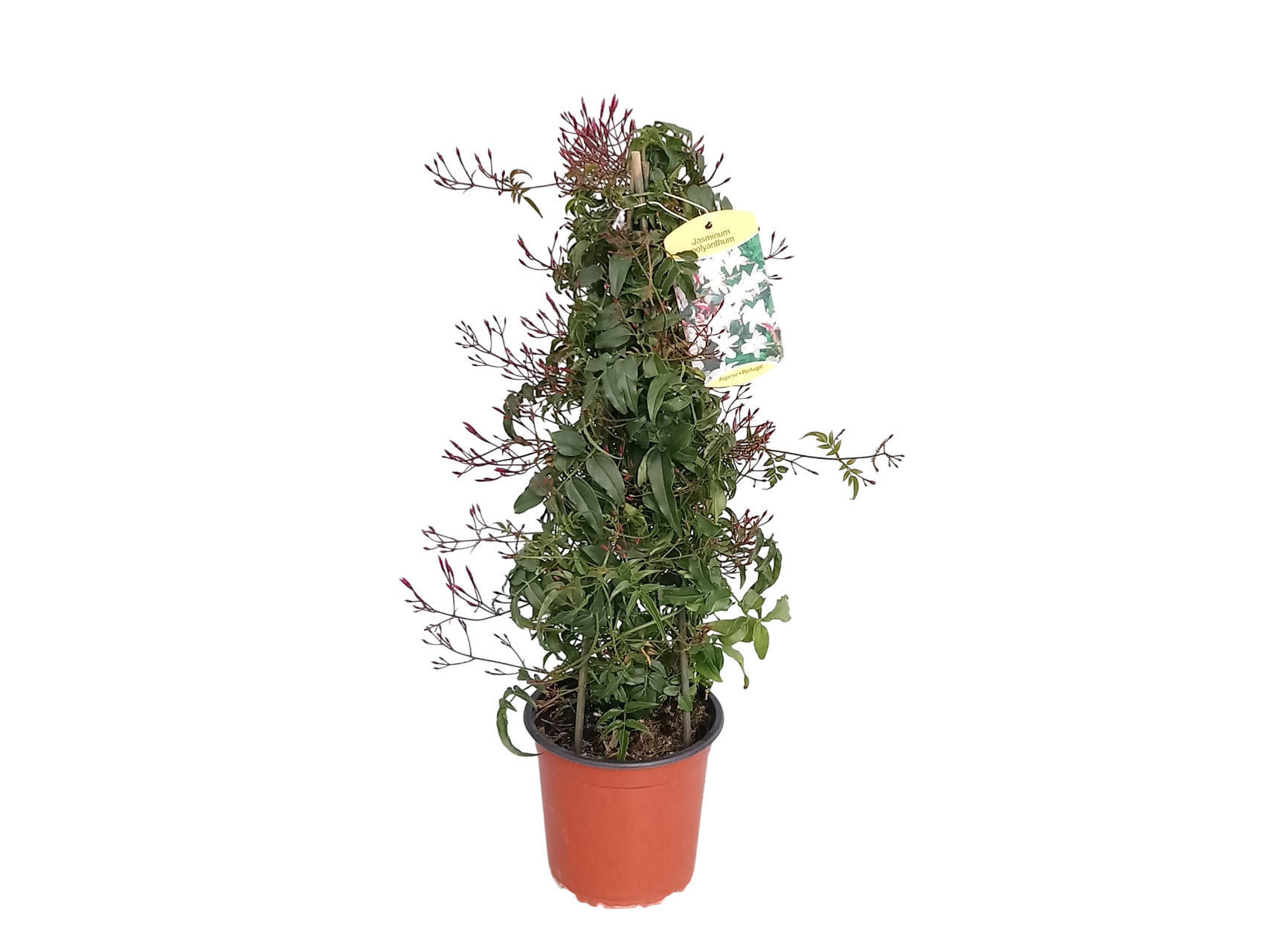 JASMIM-DOS-POETAS (JASMINUM POLYANTHUM) VASO 14 image number 1