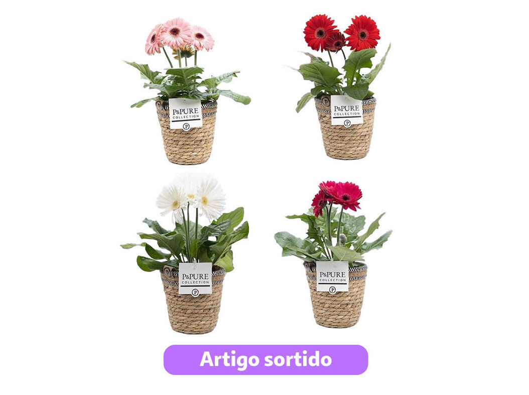 GERBERAS MIX EM CESTA VASO 12 MODELOS SORTIDOS