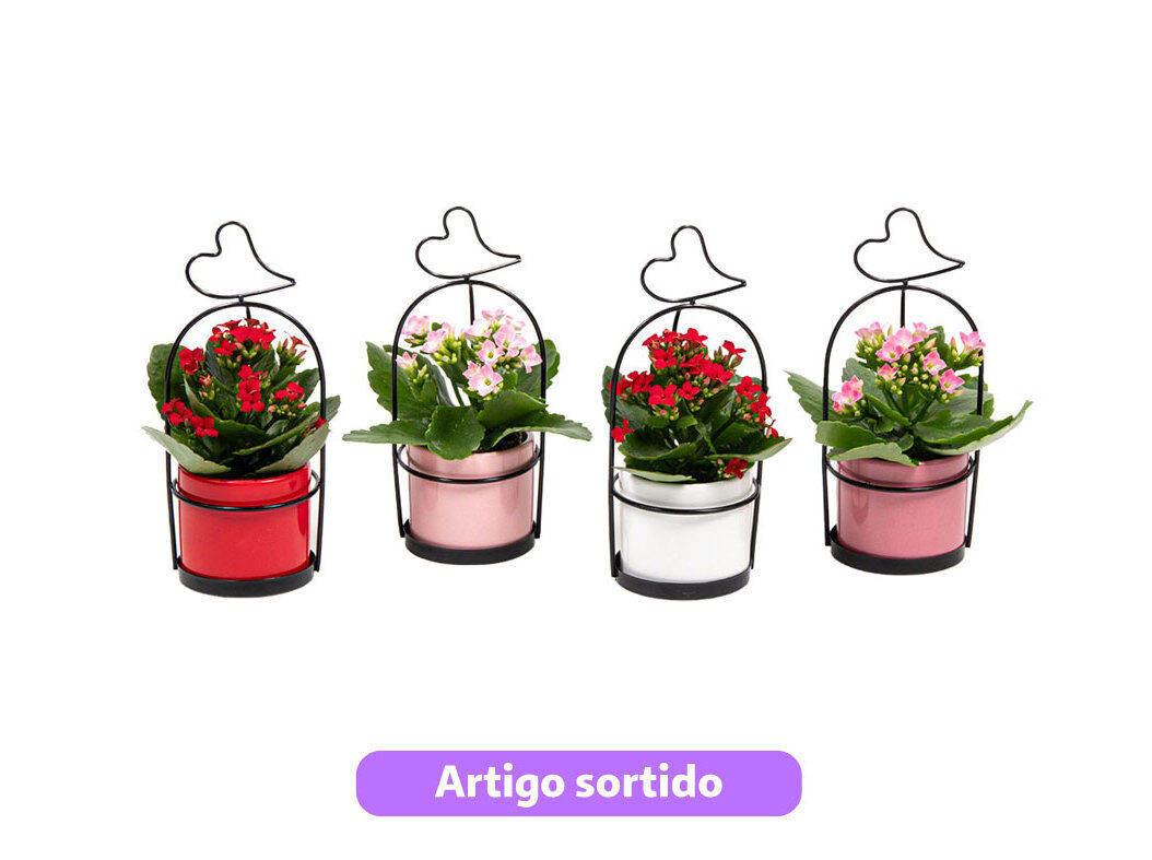 MINI KALANCHOE EM VASO COM SUPORTE VASO 6 MODELOS SORTIDOS