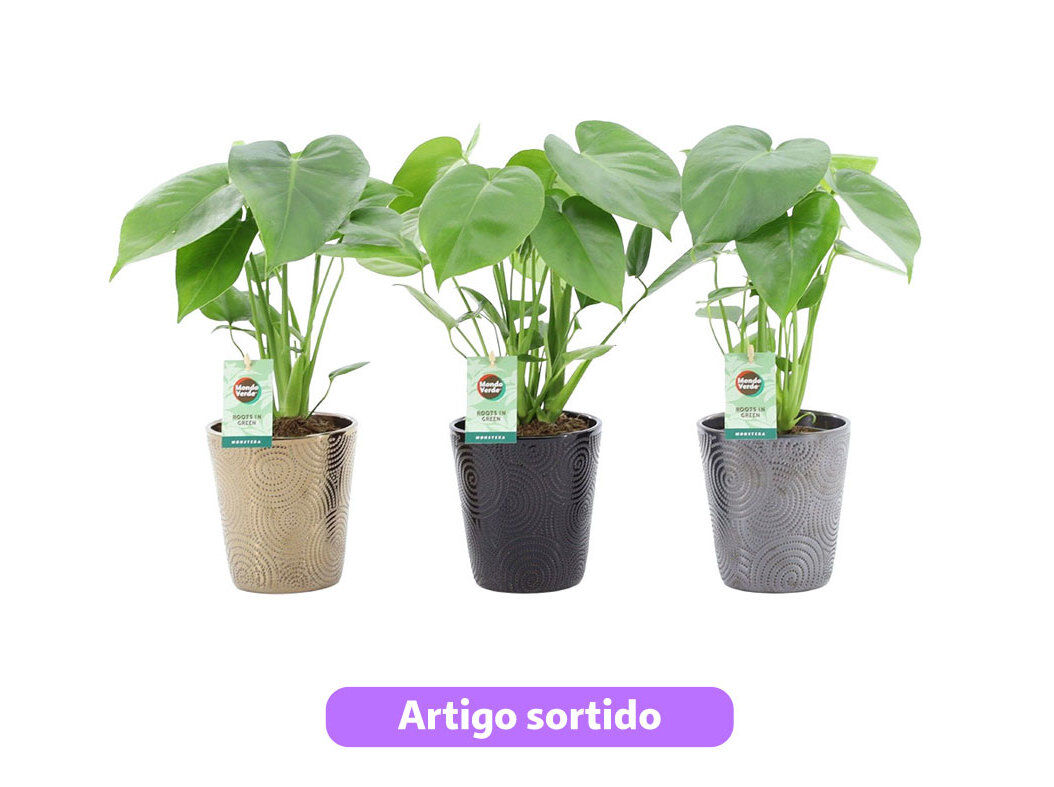 MONSTERA DELICIOSA EM VASO CER&Acirc;MICA VASO 13 MODELOS SORTIDOS