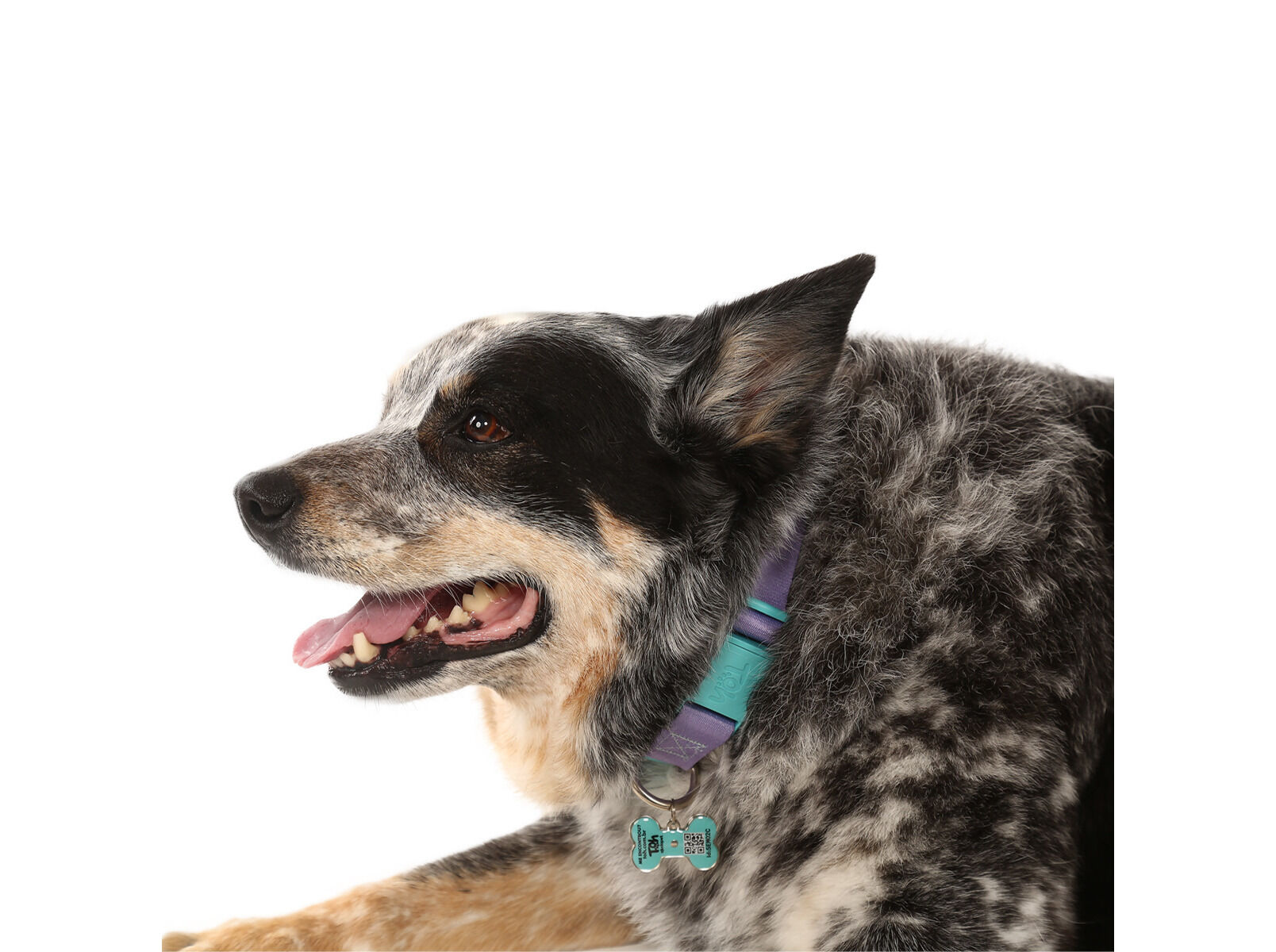 COLEIRA + CHAPINHA ID TOH LIL&Aacute;S S image number 1