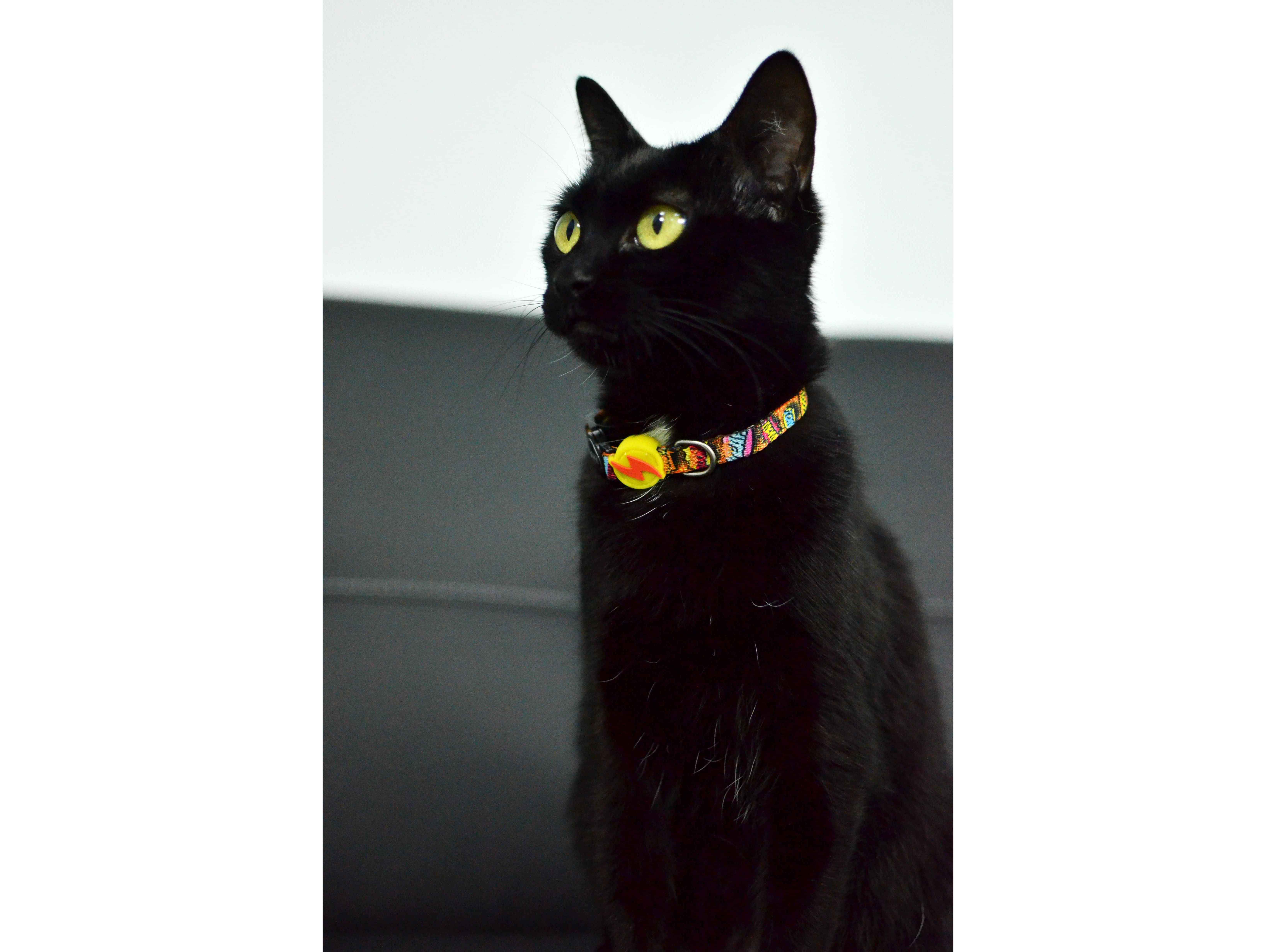 COLEIRA PARA GATO DASHI BOOM image number 1