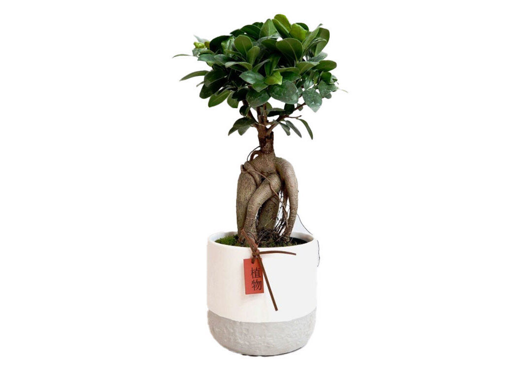 FICUS GINSENG COM OFERTA VASO ZEN VASO 12