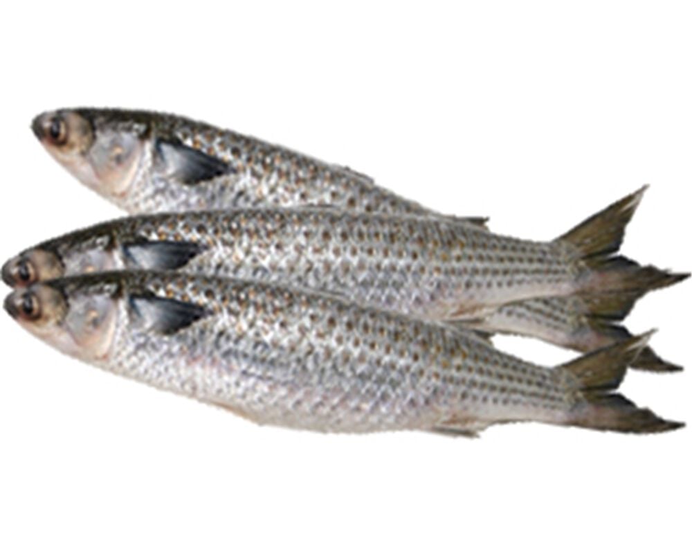 TAINHA KG image number 0