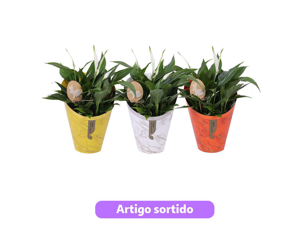 SPATHIPHYLLUM DEC. P&Aacute;SCOA EMBALAGEM GIFT VASO 15 MODELOS SORTIDOS