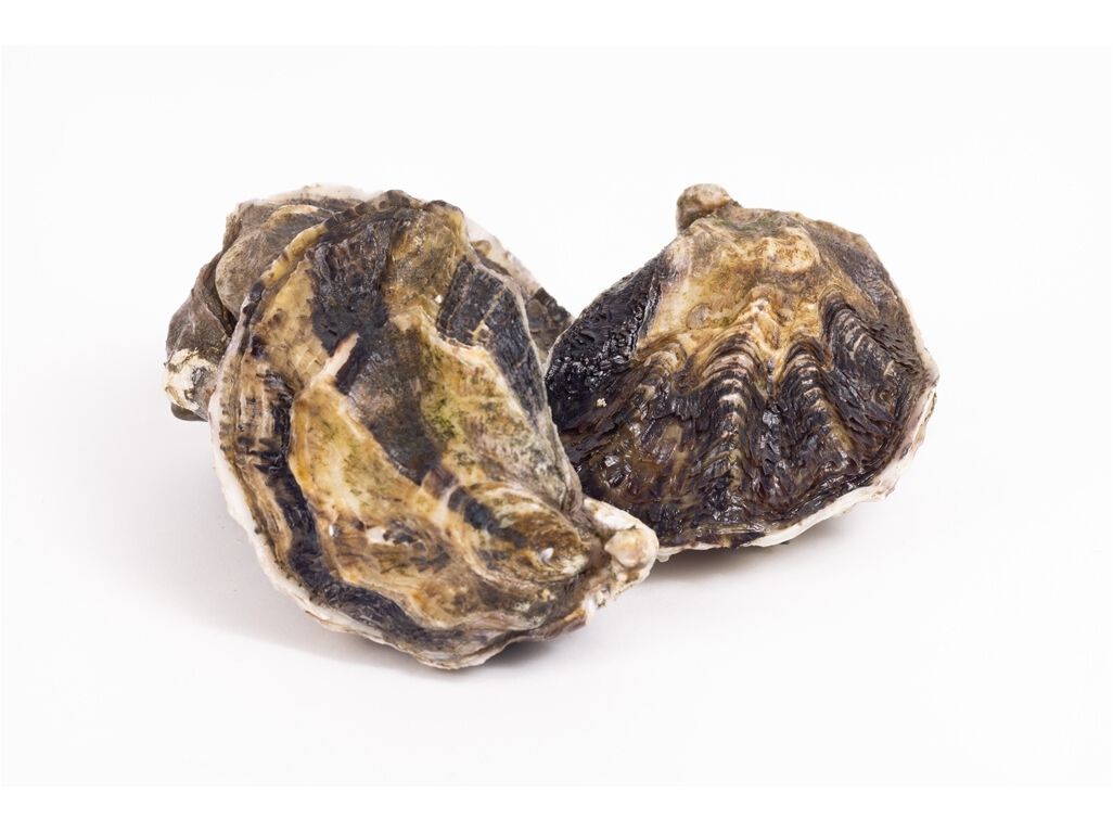 OSTRA LISA DO SADO image number 1