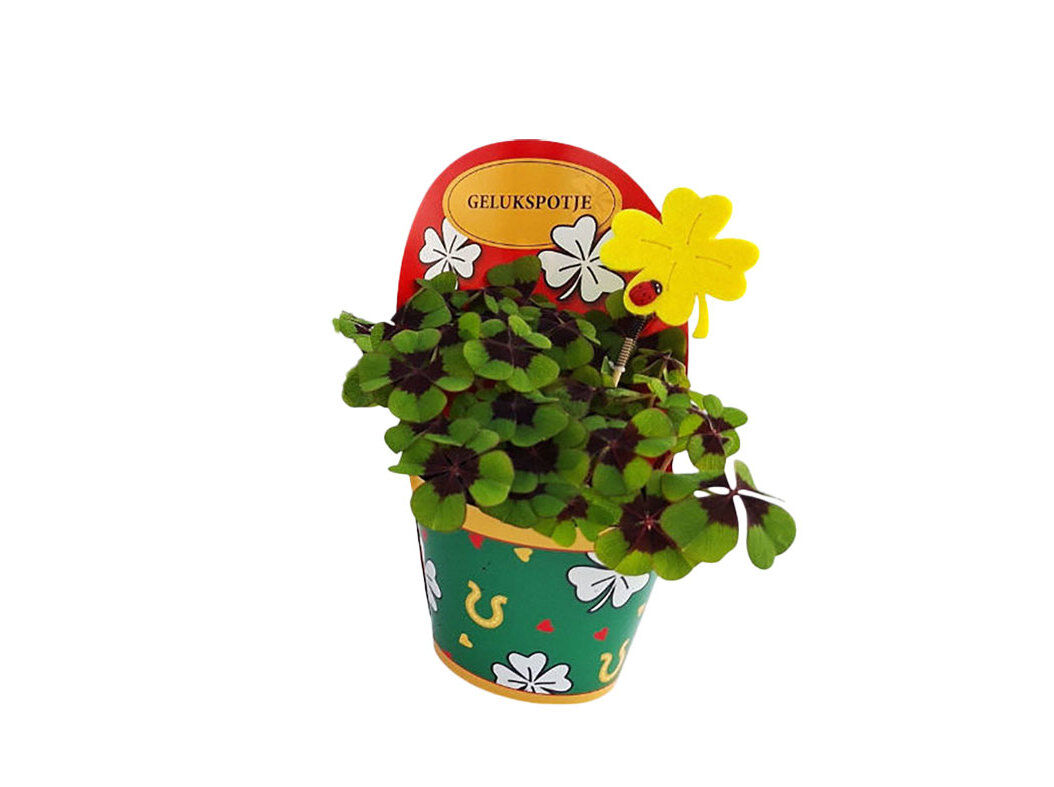 OXALIS TETRAPHYLLA (TREVO-QUATRO-FOLHAS) VASO COM COVER POT 9CM