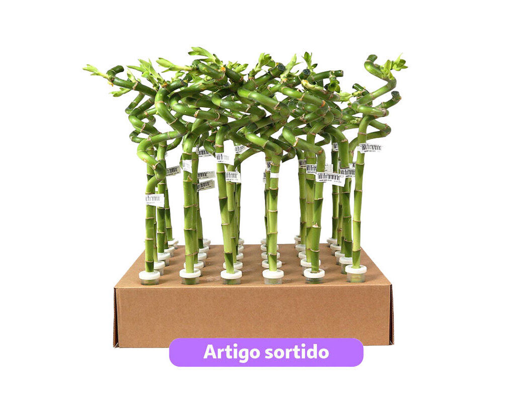 LUCKY BAMBOO ESPIRAL EM PROVETA 40 CM MODELOS SORTIDOS