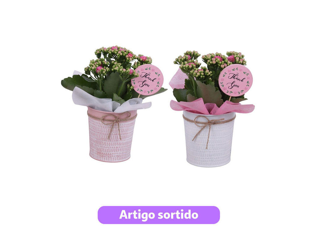 KALANCHOE EM VASO ZINCO DIA DA M&Atilde;E VASO 10 MODELOS SORTIDOS