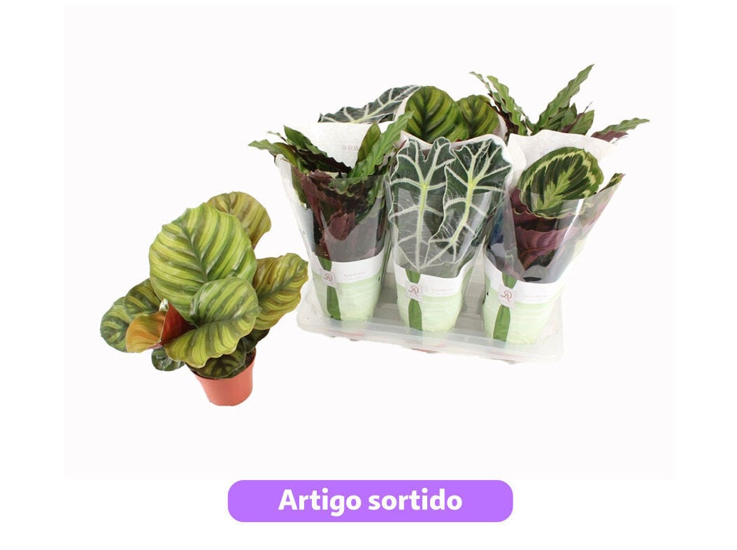 CALATHEA MIX VASO 14 MODELOS SORTIDOS