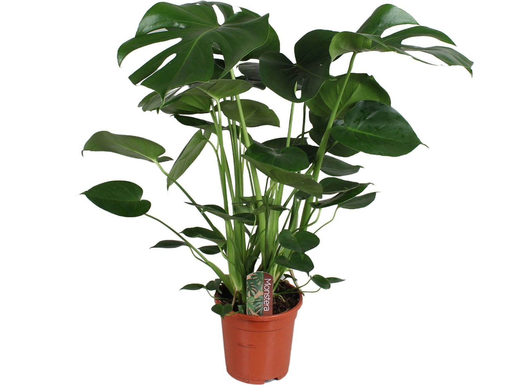 MONSTERA DELICIOSA (COSTELA-DE-AD&Atilde;O) VASO 17CM