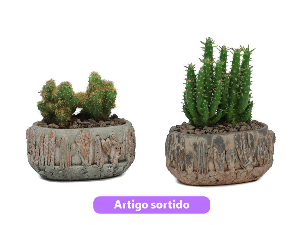 CACTO COM OFERTA DE VASO TACANA VASO 14 MODELOS SORTIDOS