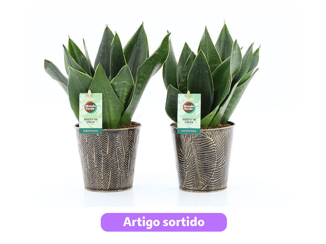 SANSEVERIA BLACK DIAMOND EM VASO ZINCO VASO 13 MODELOS SORTIDOS