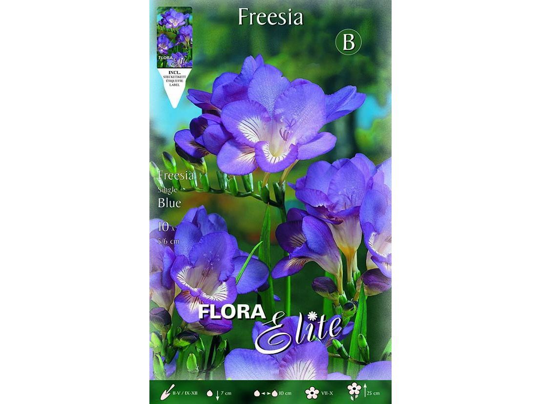 Bolbo Fresia Elite Azul Calibre 5/6 10 Unidades | Auchan