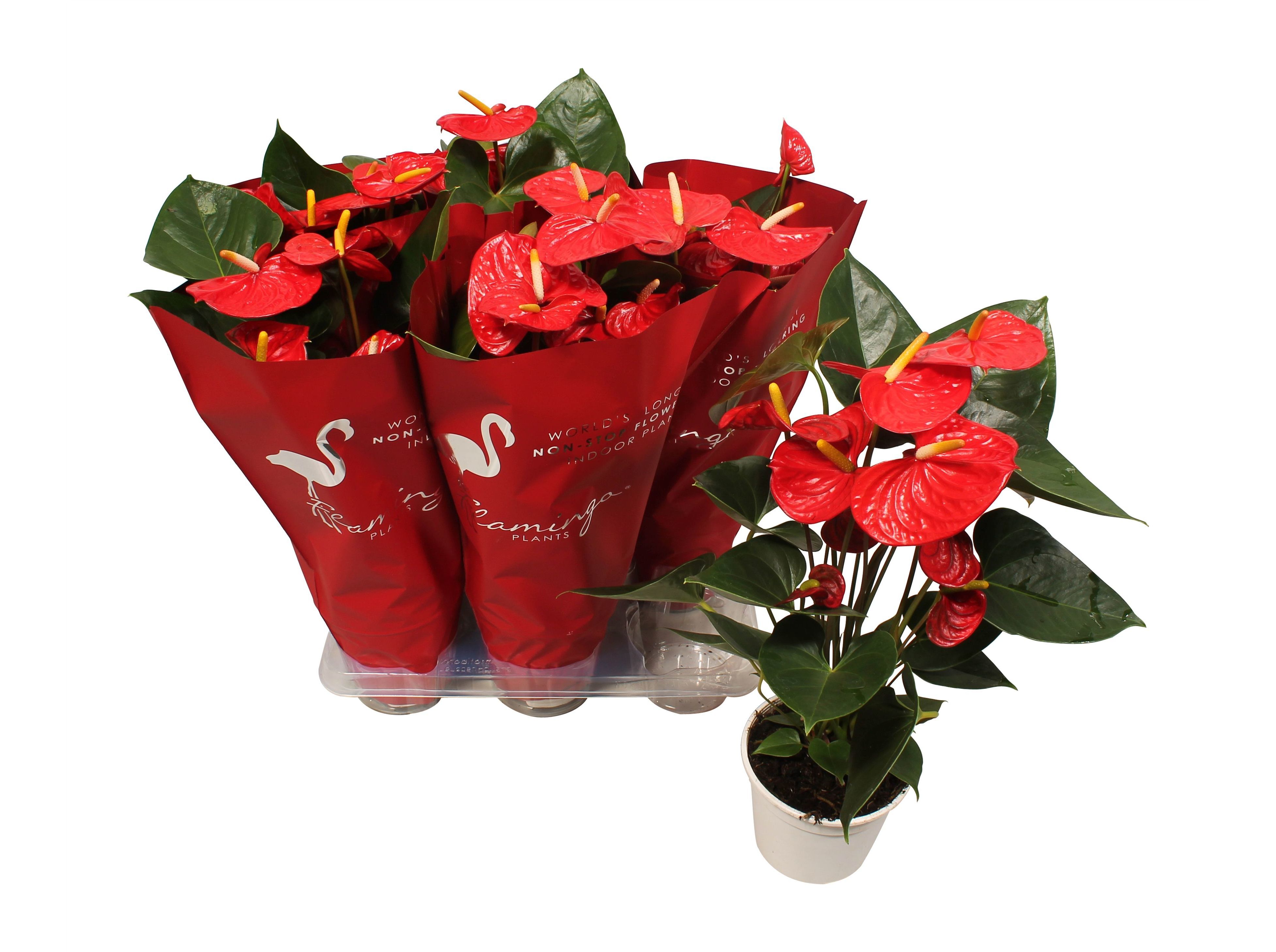 ANTHURIUM (FLOR-FLAMINGO) VERMELHO VASO 14
