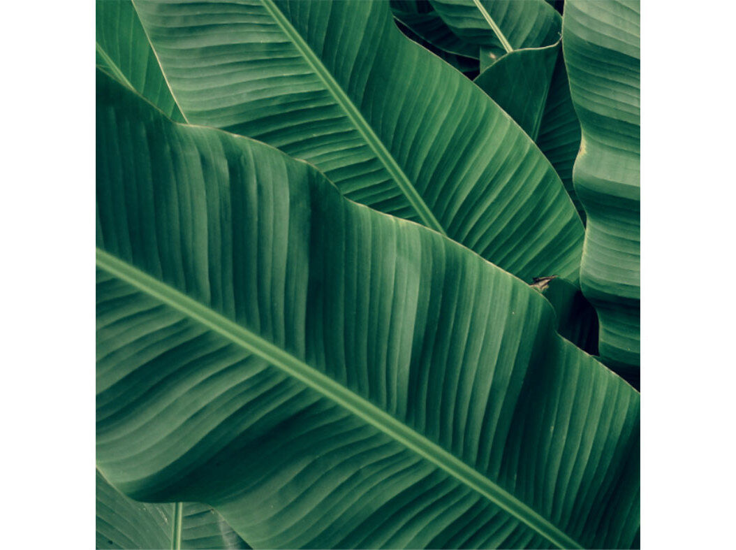 GUARDANAPOS 3 FOLHAS ACTUEL AMAZONIA 33X33CM 20 UNIDADES image number 0