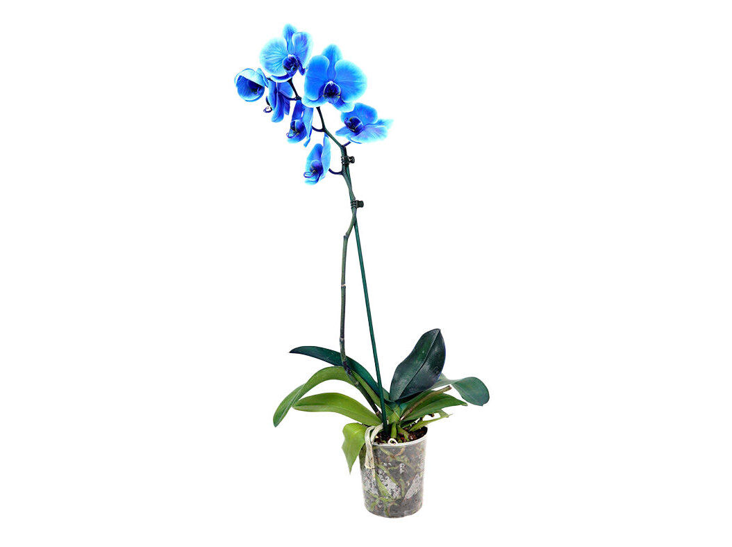 ORQUIDEA AZUL COM 6 OU MAIS FLORES