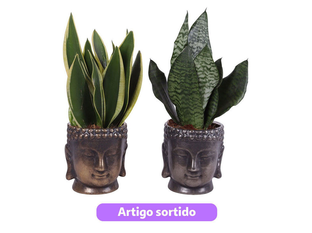 SANSEVERIA MIX EM VASO BUDA CER&Acirc;MICA VASO 15 MODELOS SORTIDOS