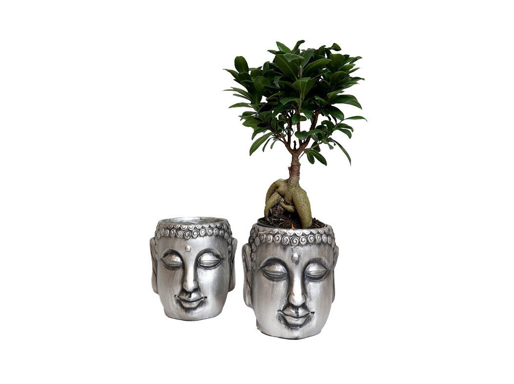 FICUS GINSENG "IN CACHEPOT " BUDA SILVER VASO 12