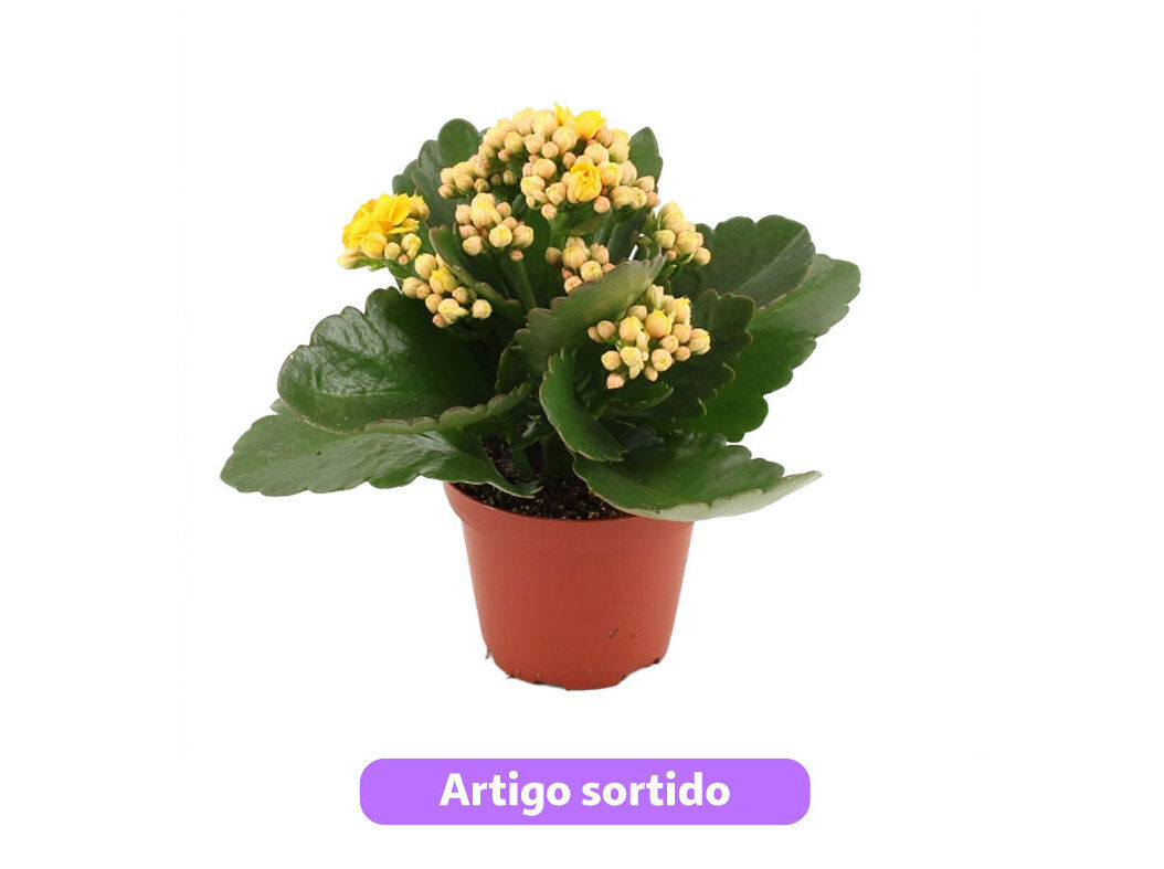 KALANCHOE (FLOR-DA-FORTUNA) VASO 9 CORES SORTIDAS
