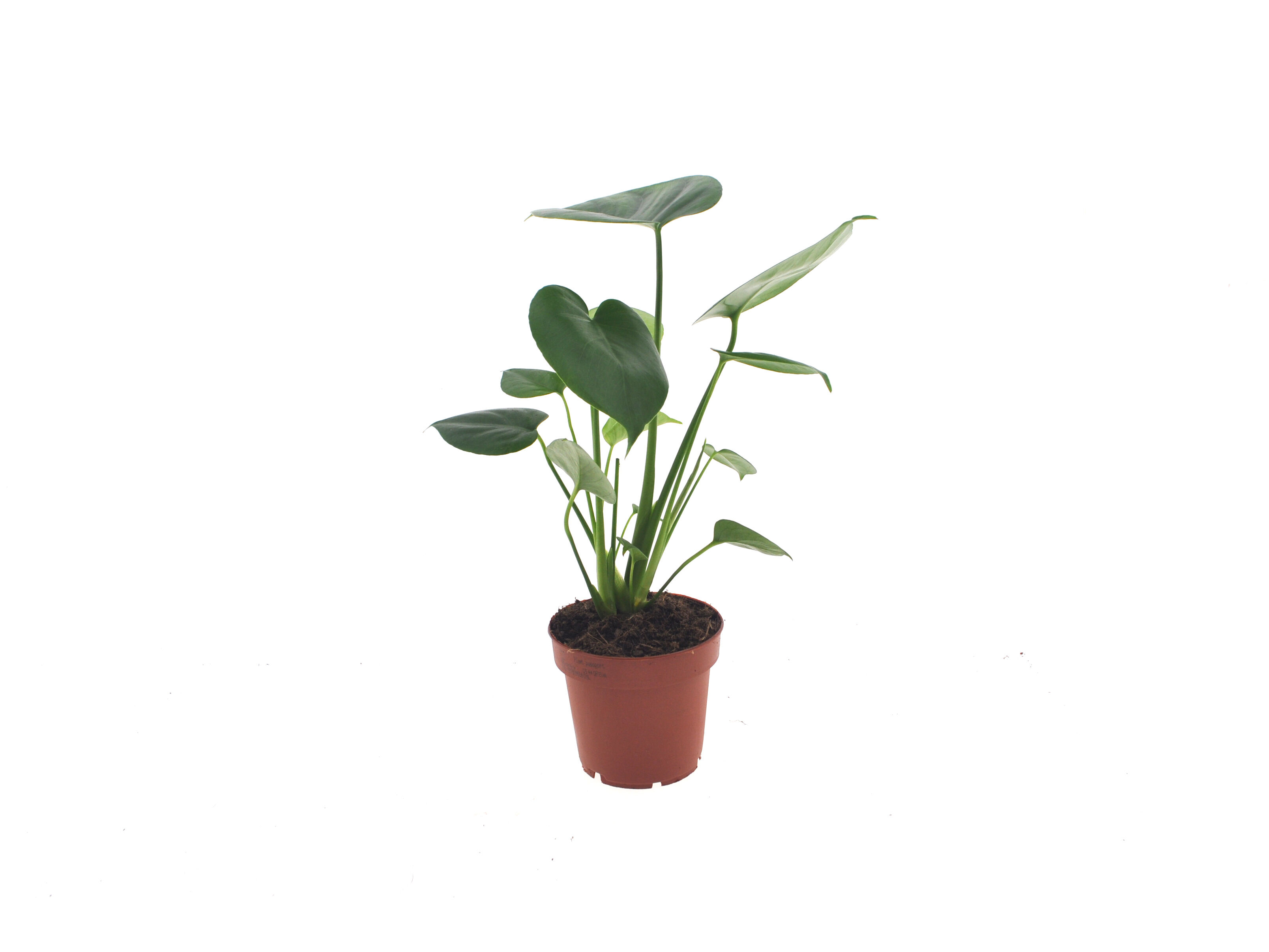 MONSTERA TAUERII (COSTELA-DE-AD&Atilde;O) VASO 12