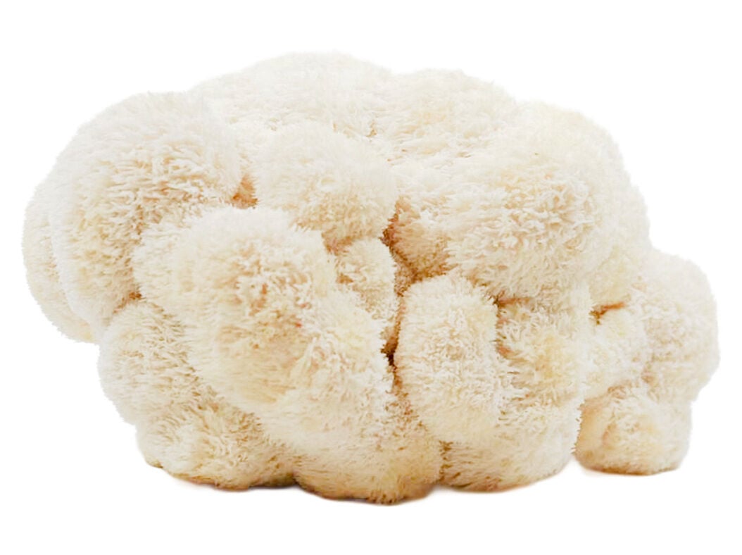 COGUMELO JUBA DE LE&Atilde;O (L) 200G