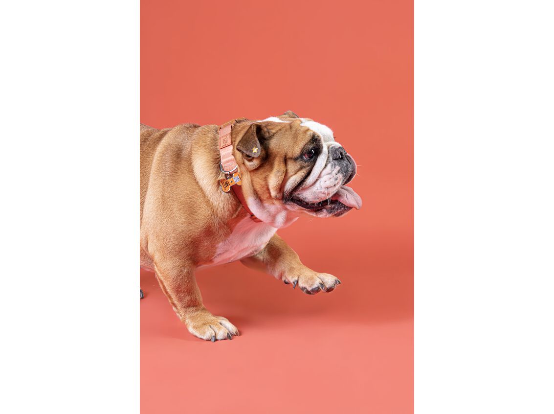 COLEIRA + CHAPINHA ID TOH CORAL M image number 1