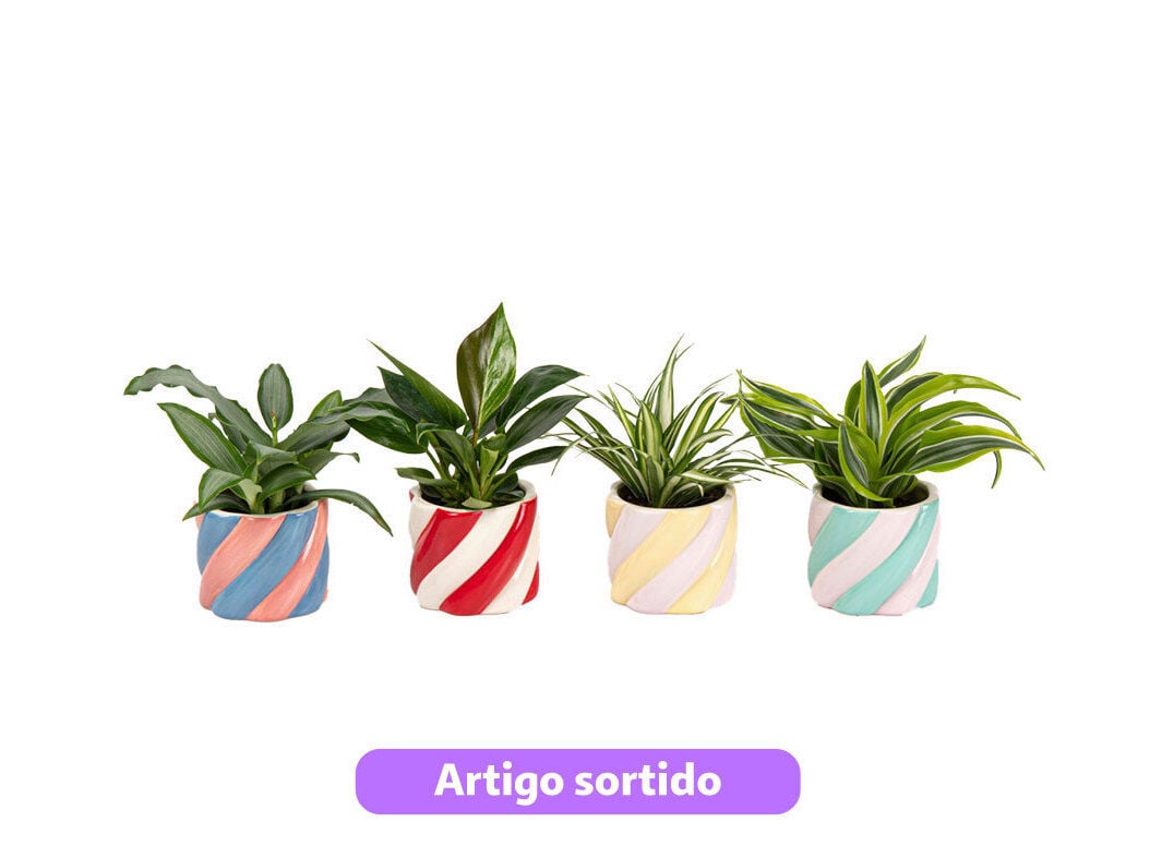MINI PLANTAS VERDES MIX OFERTA VASO CERAMICA VASO 6 MODELOS SORTIDOS