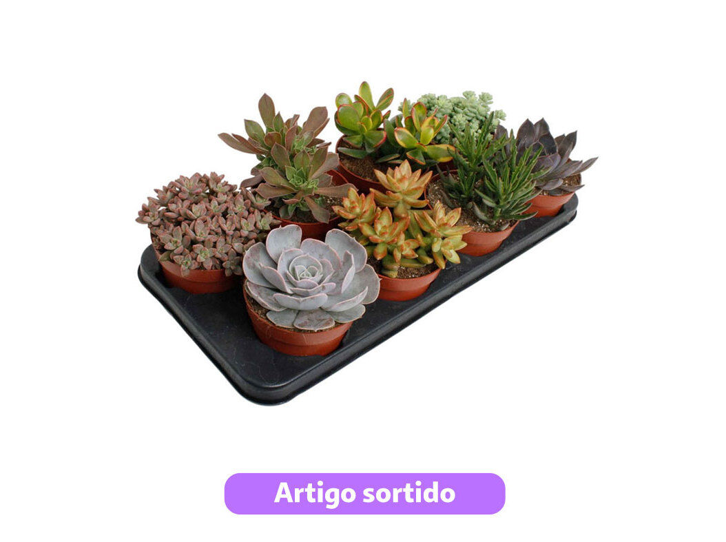 SUCULENTAS VASO 12 MODELOS SORTIDOS