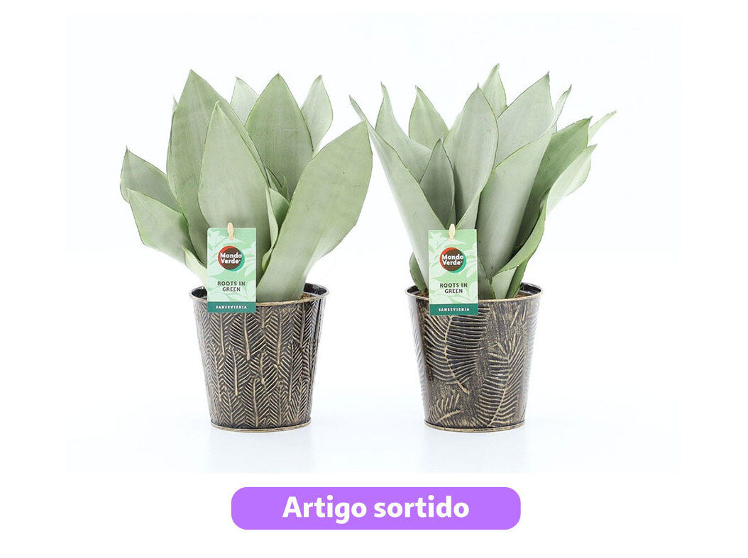 SANSEVERIA MOONSHINE EM VASO ZINCO VASO 13 MODELOS SORTIDOS