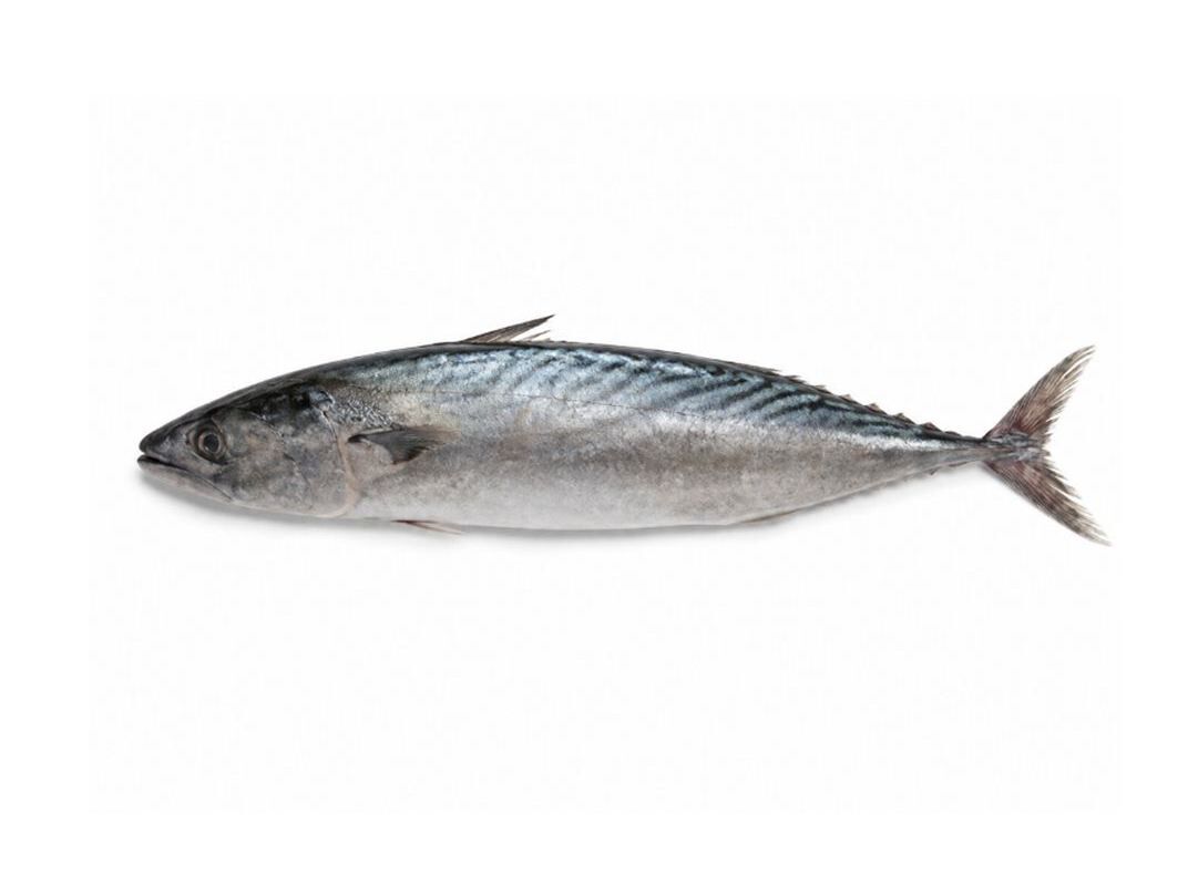 BONITO INTEIRO FRESCO KG image number 0