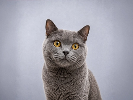 Ofertas para gatos