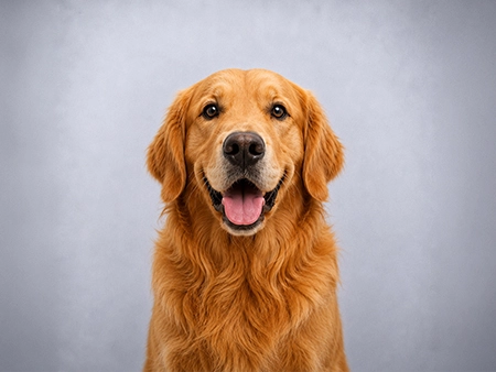 Ofertas para cães