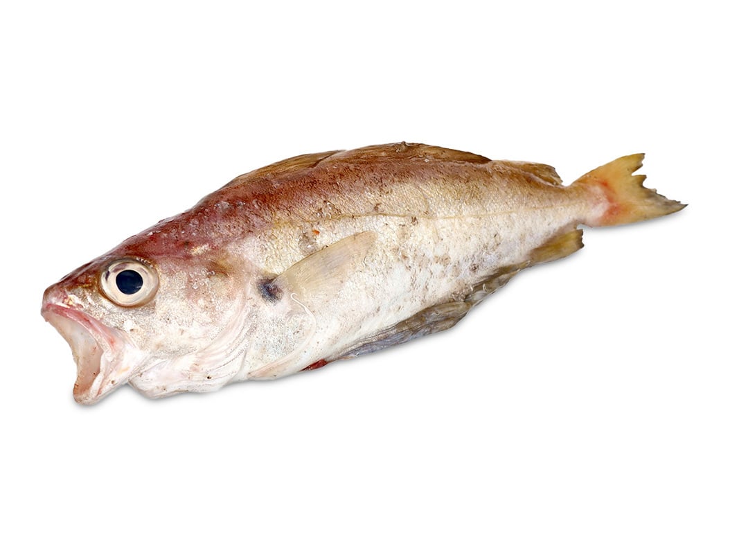 Faneca kg