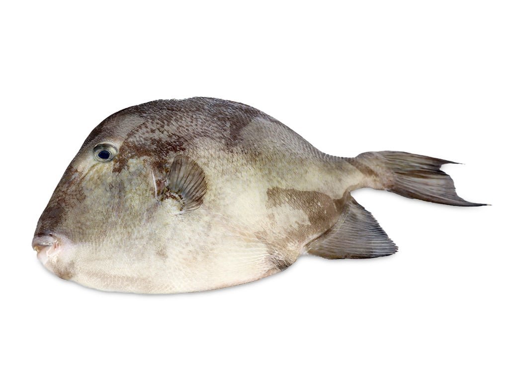 Peixe porco kg